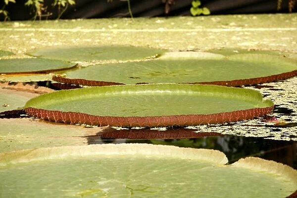 Water lily. Giant water lily pad