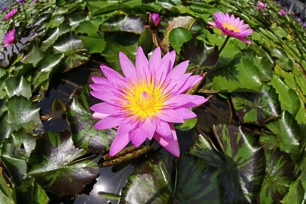 Water lily pond with flower and leaves and lily pads in Singapore, Republic of Singapore