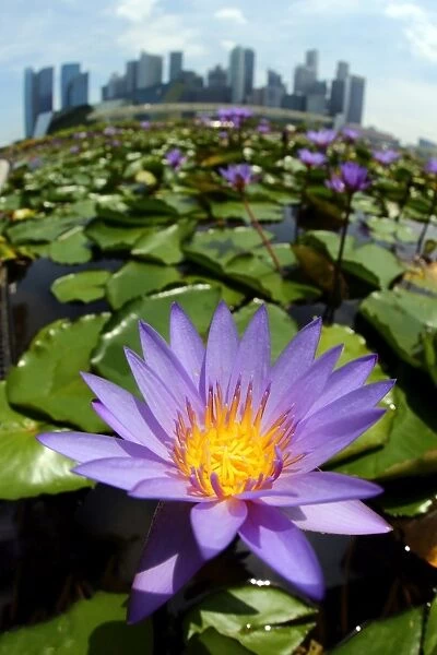 Water lily pond with flower and leaves and lily pads and city skyline in Singapore, Republic of Singapore