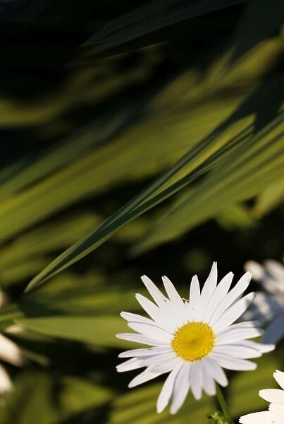 White Ox Eye Daisy flower and green leaves spot colour