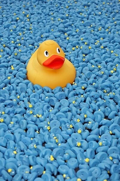 Yellow Rubber Duck and blue ducks at Great British Duck Race