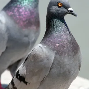 Birds - Two Pigeons