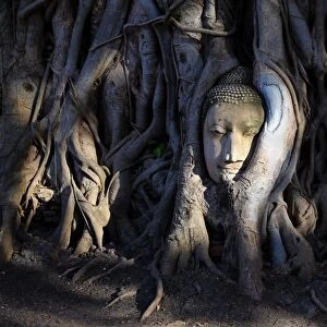 Buddha head statue in Bodhi tree roots, Wat Mahathat, Ayutthaya