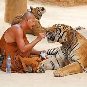 Buddhist Monk feeding Tiger at the Tiger Temple in Kanchanaburi, Thailand
