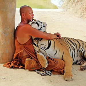 Buddhist Monk hugging Tiger at the Tiger Temple in Kanchanaburi, Thailand