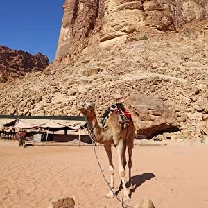 Camel beside rock formations of Lawrences Spring in the desert at Wadi Rum, Jordan