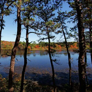 Changing colours of the autumn season at a lake in Provincetown, Cape Cod