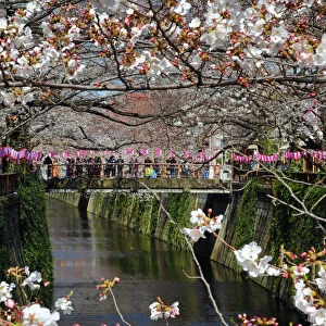 Cherry Blossom or Sakura season, Tokyo, Japan