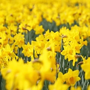 Daffodils flowering in spring in London