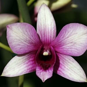 Dendrobium Polar Fire Orchid