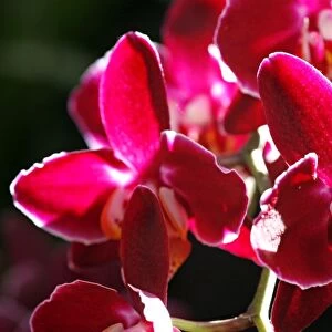 Doritaenopsis Taida Pearl Orchid