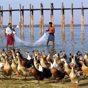 Ducks and the U Bein Bridge in Amarapura, Mandalay, Myanmar