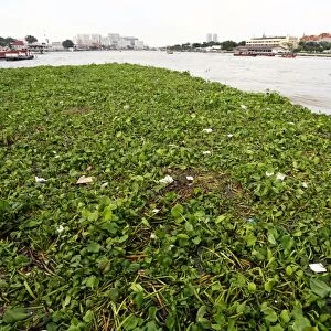 Floating vegetation on the Chao Phraya River in Bangkok, Thailand