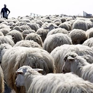 Flock of sheep near Marsala, Sicily, Italy