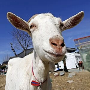 Goat in Gyeongju, South Korea