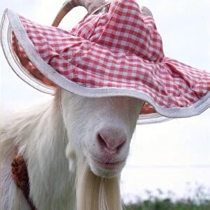Gordon the Goat wearing a pink floppy hat looking cute