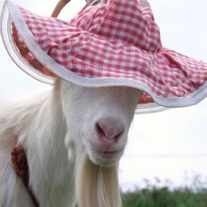 Gordon the Goat wearing a pink floppy hat looking cute