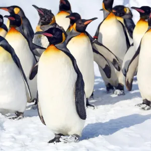 Group of Penguins at the Penguin Walk at Asahiyama Zoo, Japan