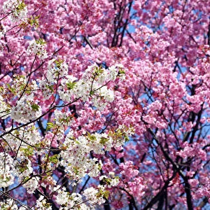 Japanese Cherry Blossom flowers, the Sakura in Tokyo, Japan