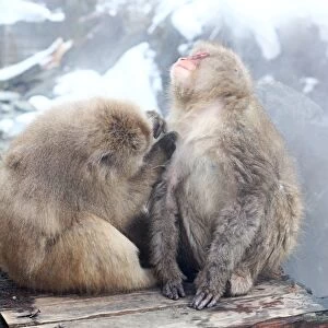Japanese Macaque, Snow Monkeys at the natural springs in Jigokudani Monkey Park near Nagano, Japan