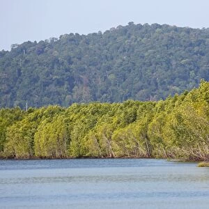 Mangove swamp, Langkawi, Malaysia