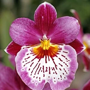 Miltoniopsis Bouvet Orchid