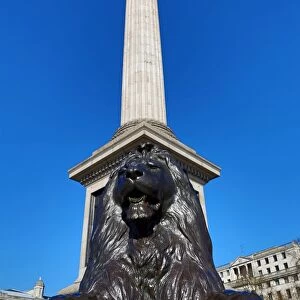 Nelsons Column and lion statue in Trafalgar Square, London, England