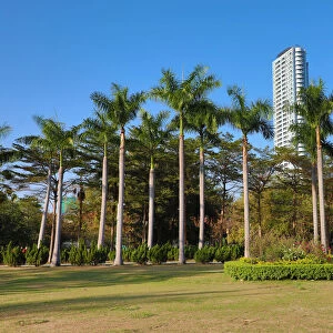 Palm trees in Central Park, Kaohsiung City, Taiwan