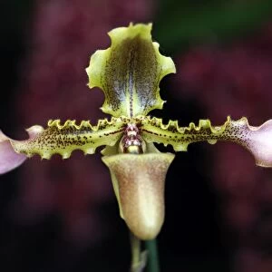 Paphiopedilum Hirsutissimum var Esquidei Orchid