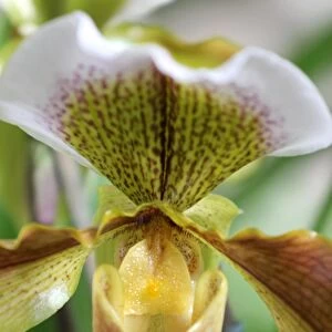 Paphiopedilum Hybrid Orchid