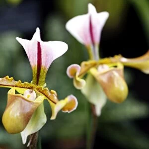 Paphiopedilum Lathamianum Rex Orchid