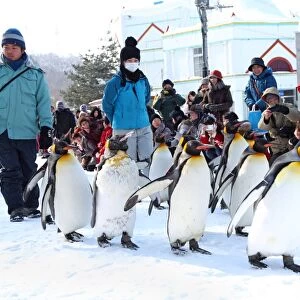 Penguin Walk at Asahiyama Zoo in Asahikawa, Japan