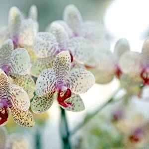 Phalaenopsis Babette Orchid