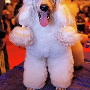 Poodle dog at the London Pet Show