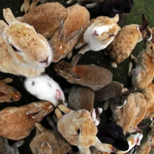 The Rabbits of Okunoshima, known as Rabbit Island, in Japan