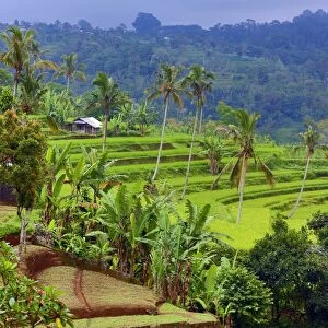 Rice terraces in Mekarsari, Bali, Indonesia