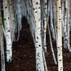 Silver Birch tree trunks