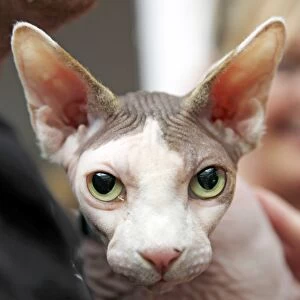 Sphynx cat at the London Pet Show 2011
