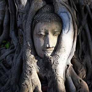 The stone head of Buddha statue in roots of a Bodhi tree, Wat Mahathat, Ayutthaya