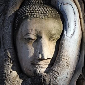 The stone head of a Buddha statue in the roots of a Bodhi tree in Wat Mahathat, Ayutthaya