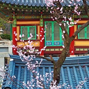 Traditonal Korean building and cherry blossom at Bongeunsa Temple at sunset in Seoul