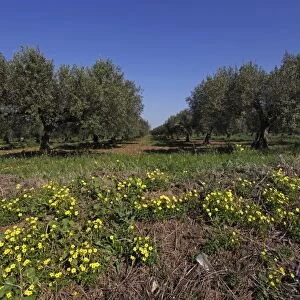 Trees in an olive orchard grove near Trapani, Sicily, Italy