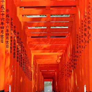 Tunnel of red Torii gates at the Hie Shrine in Asakasa, Tokyo, Japan