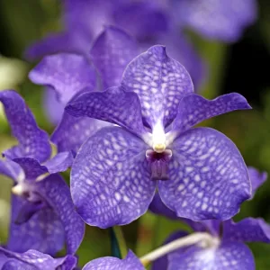 Flowers Metal Print Collection: Orchids