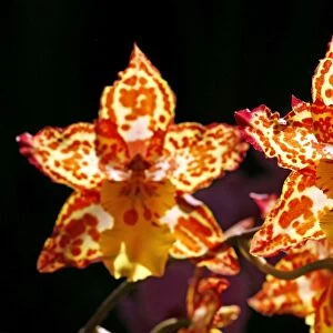Wilsonara Tiger Brew Orchid