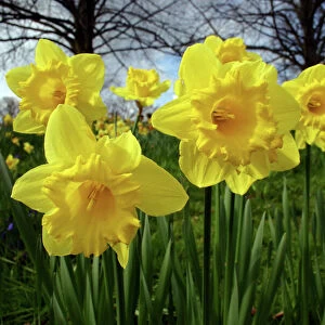Yellow daffodills in spring