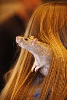 Images Dated 13th May 2012: Agouti Rat in hair at the London Pet Show