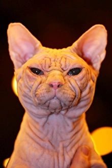Sphynx Cat at the London Pet Show