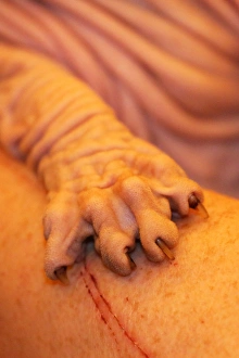 Artemis aka Wrynkleskyns Mementi Mori the hairless Sphynx Cat at the London Pet Show 2013 Artemis aka Wrynkleskyns Mementi Mori the hairless Sphynx Cat at the London Pet Show 2013