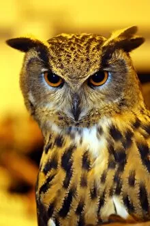 London Pet Show Collection: Arthur the European Eagle Owl at the London Pet Show 2013